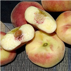 هلو انجیری